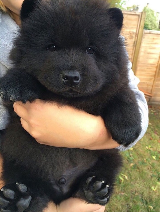 real teddy bear