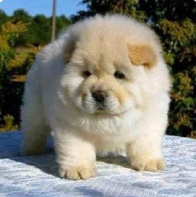 small fluffy dog that looks like a bear