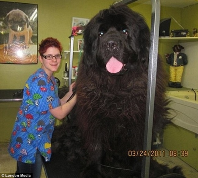giant dog teddy bear