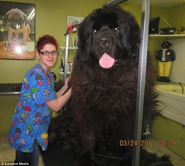 giant fluffy dog that looks like a bear