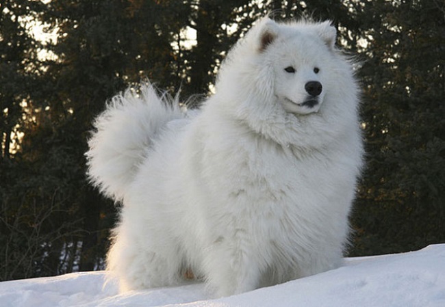 giant dog teddy