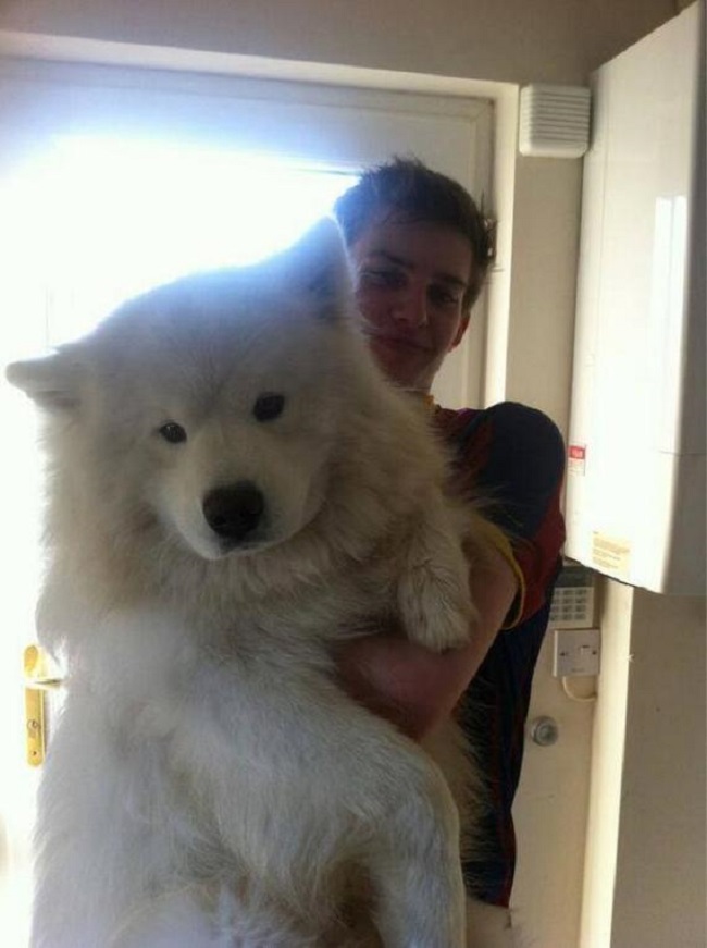 white dog that looks like a teddy bear