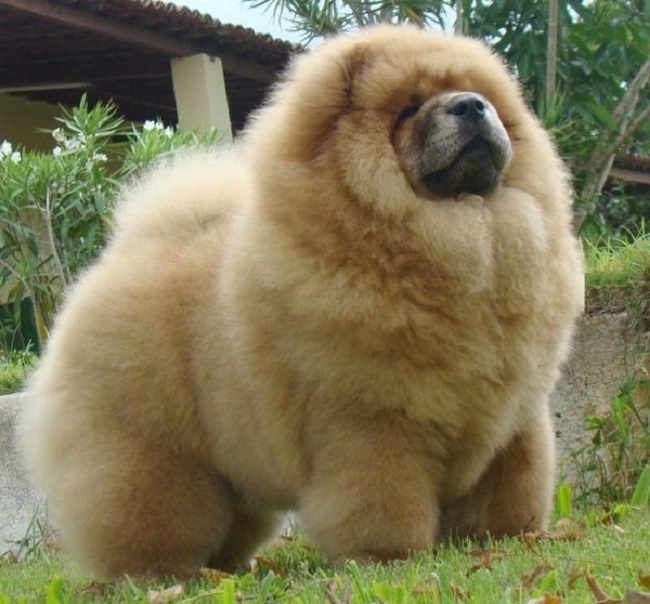 fluffy teddy dog