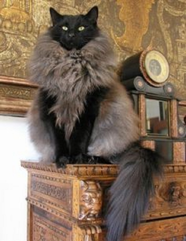 15 Cats Who Have Amazingly Unique Fur Patterns CoolerPress