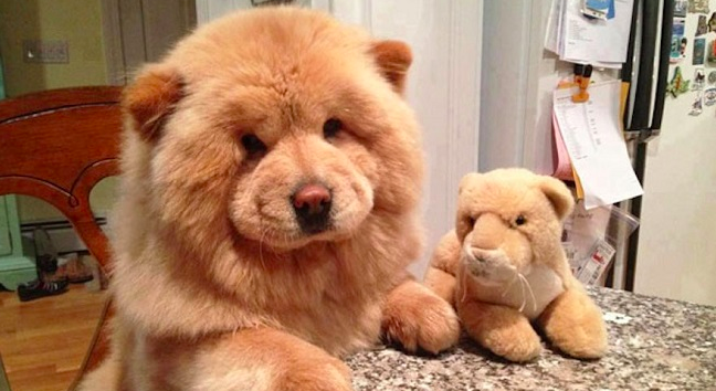 dogs that look teddy bears