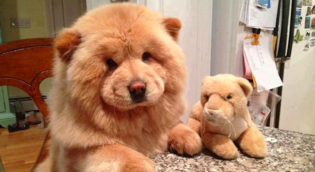 dog with teddy bear