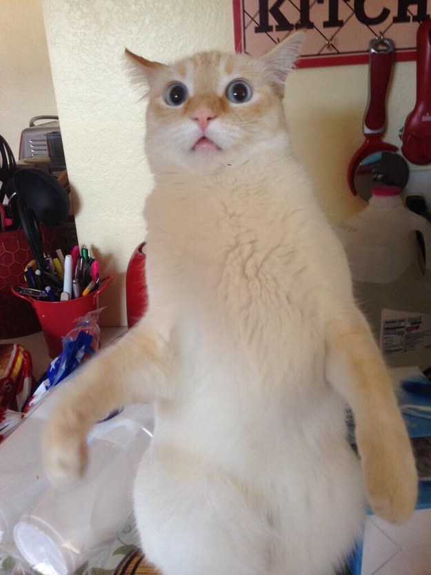 These Awkward Cats Will Make You Feel Awkward Too Coolerpress