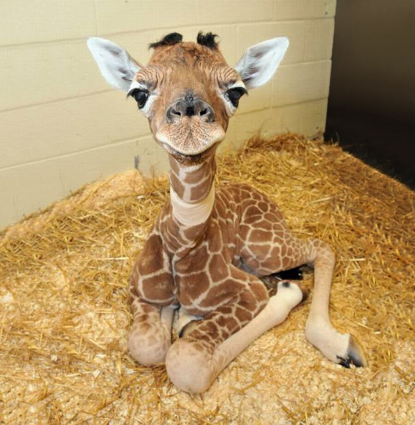 17 Baby Animals You Never Knew Could Be So Cute Coolerpress